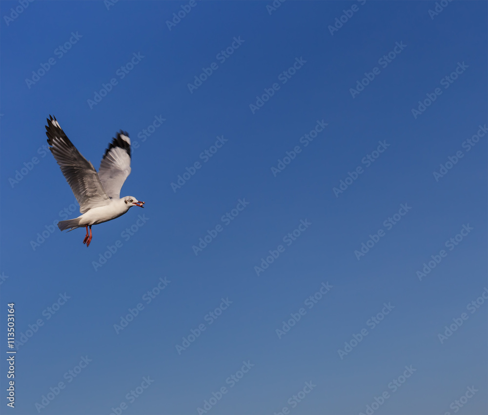 Obraz premium Brown-headed seagulls (Larus brunnicephalus)