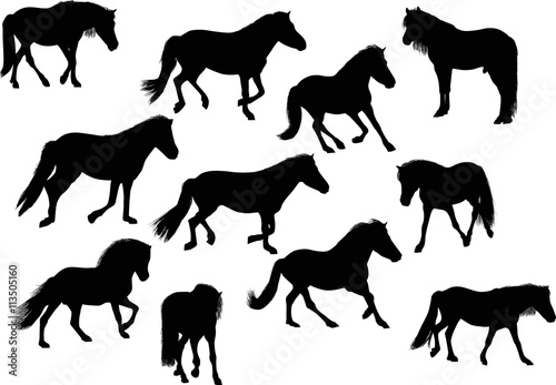 eleven black horses on white