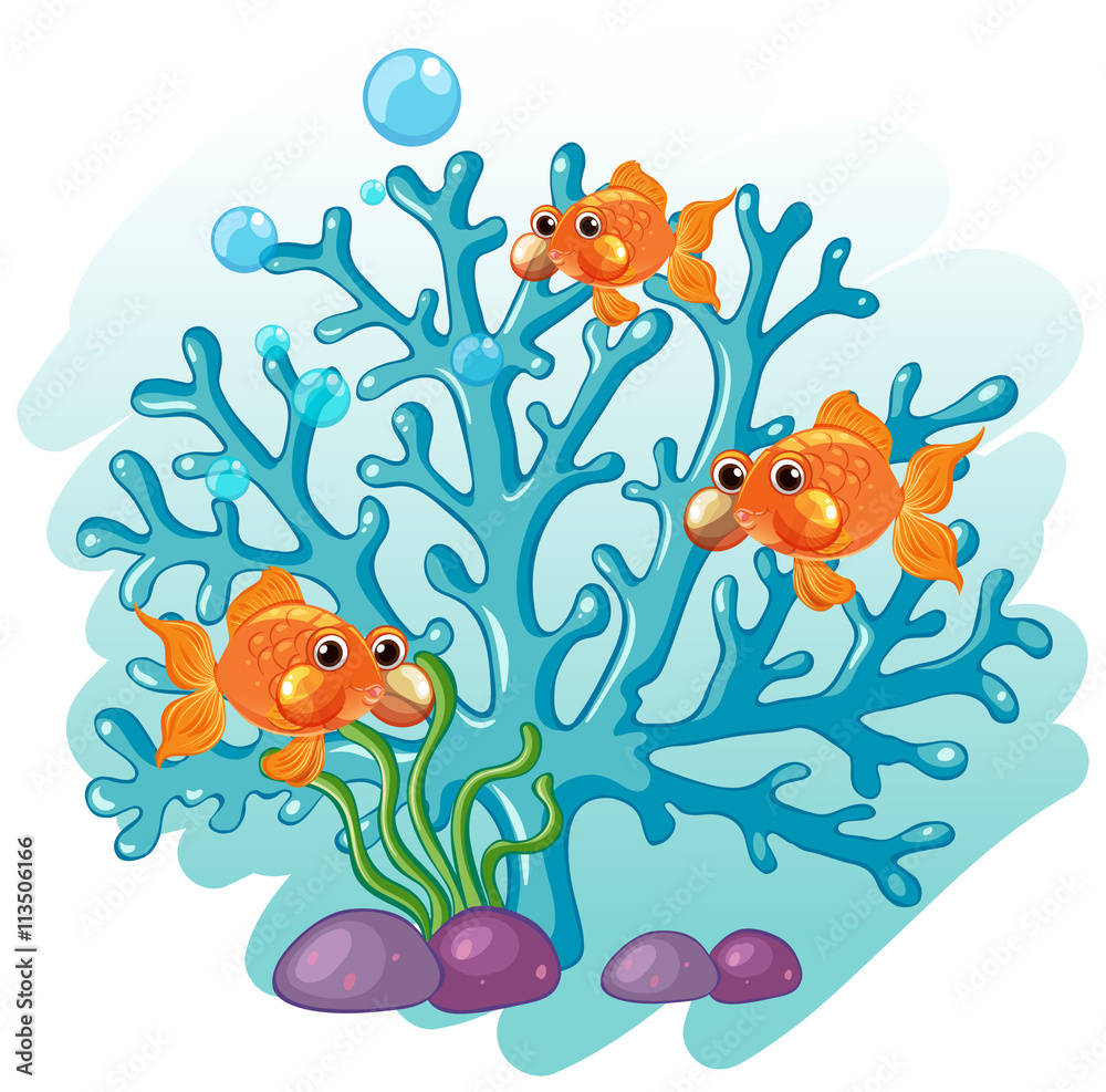 Goldfish swimming around the coral