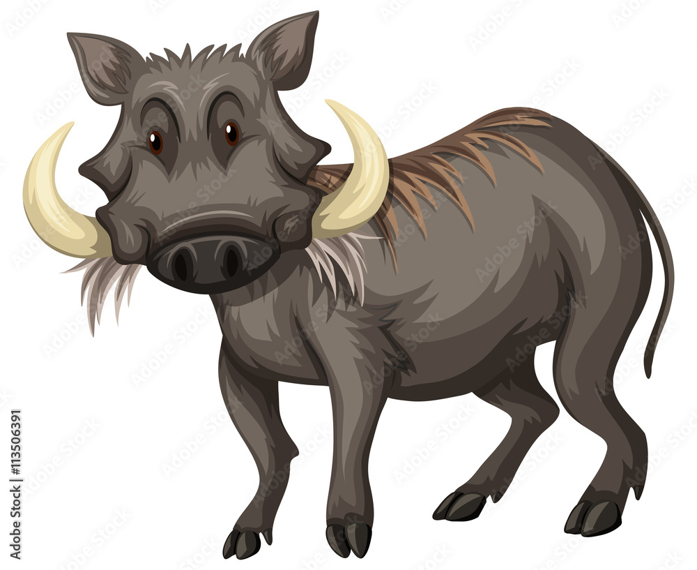 Wild pig with sharp teeth