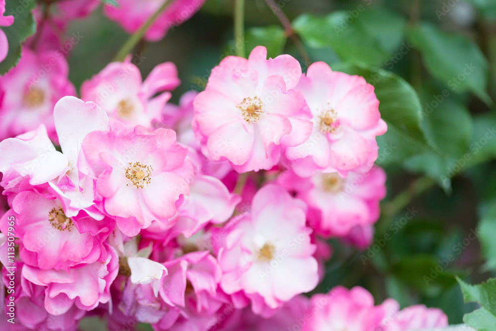 Beautiful pink roses close-up