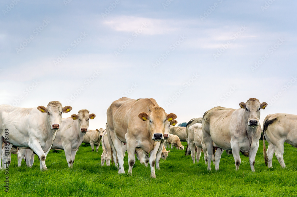 Curiously looking white and beige cows