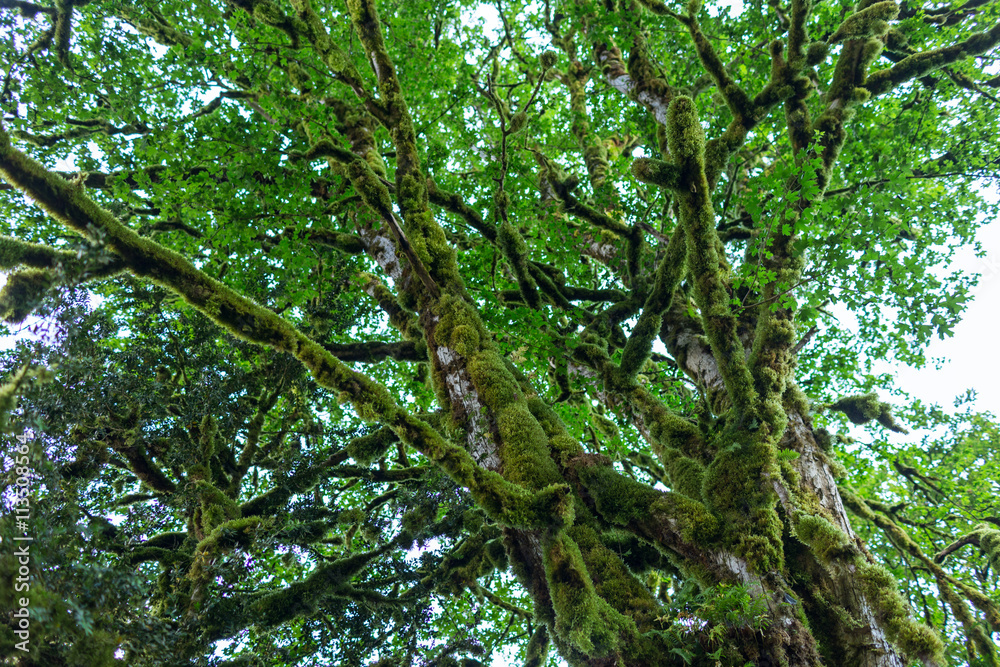 Obraz premium Abkhazia, forest in the gorge
