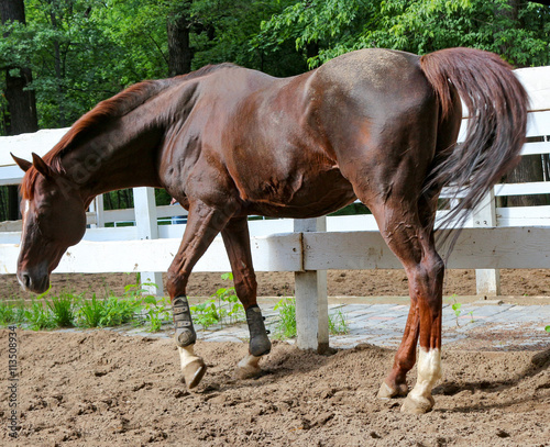  Chestnut horse in the arena, sorrel, bay