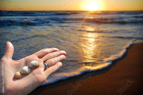 Palm with sea shells on the beach