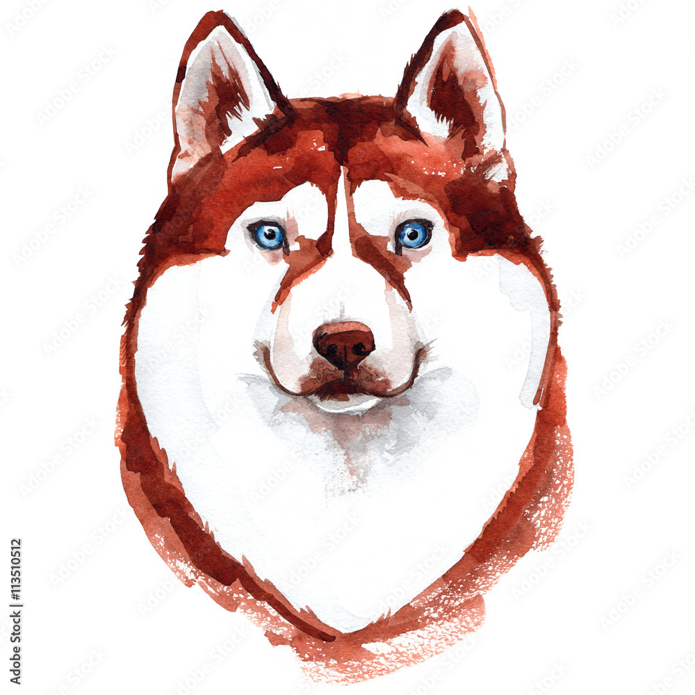Portrait of the head of the Siberian Husky with blue eyes from a splash of  watercolor hand drawn sketch Vector illustration of paints 2238389 Vector  Art at Vecteezy