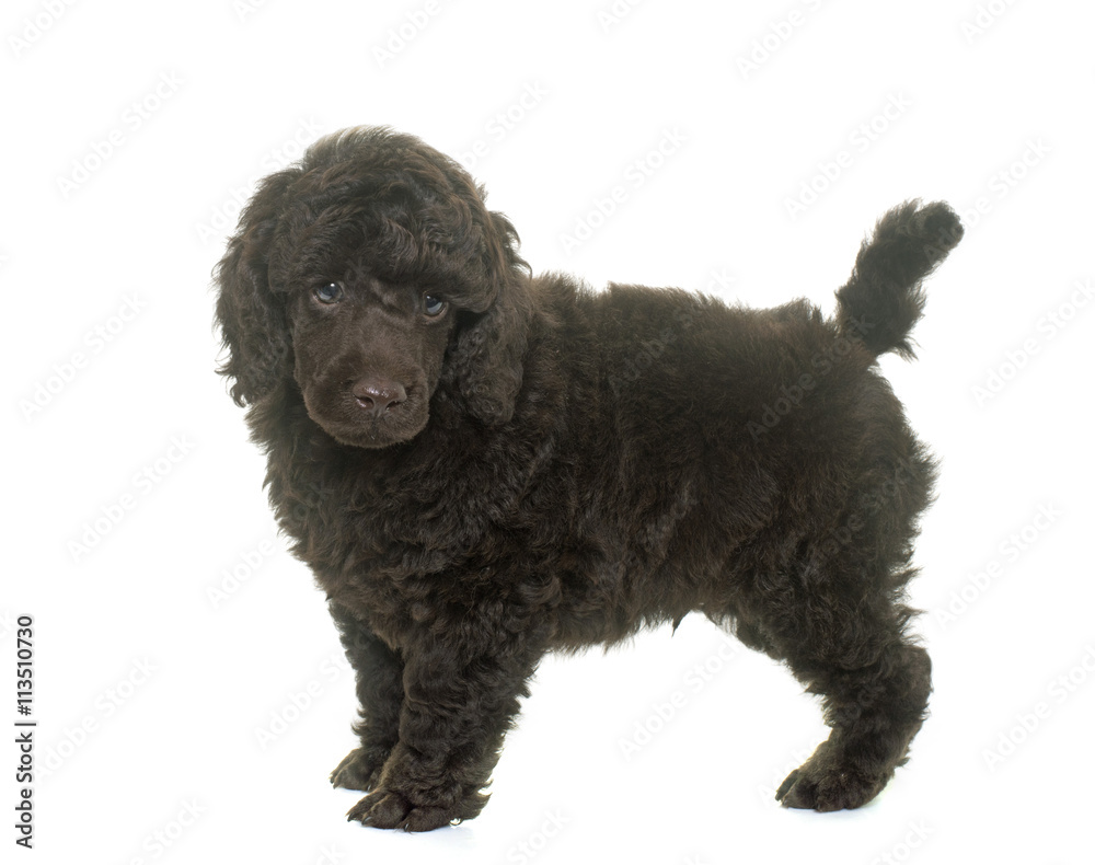 puppy brown poodle puppy brown poodle