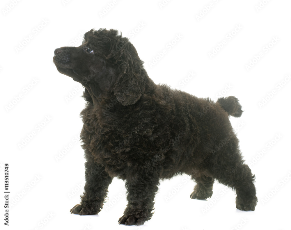 puppy brown poodle puppy brown poodle