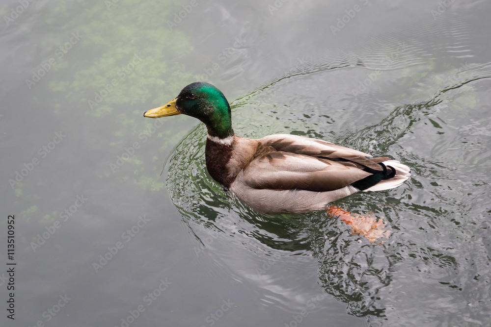 Obraz premium A colorful male Mallard duck swimming in the Sile river, Treviso Italy