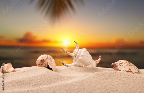 Shells on sandy beach with tropical beach background, sun set 