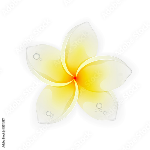Flower frangipani