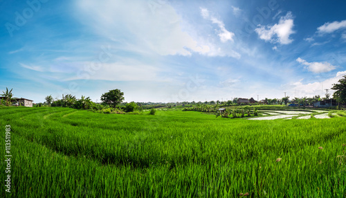 Panorama landscape, green rice field with blue sky in the morning