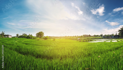 Panorama landscape  green rice field with blue sky in the sunrise morning