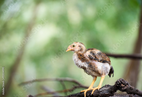 Thailand chicken breed fighters.baby chicken