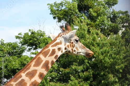 Safari: Langer, gefleckter Hals und Kopf einer Giraffe photo