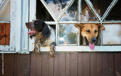Waiting for the Owner!
