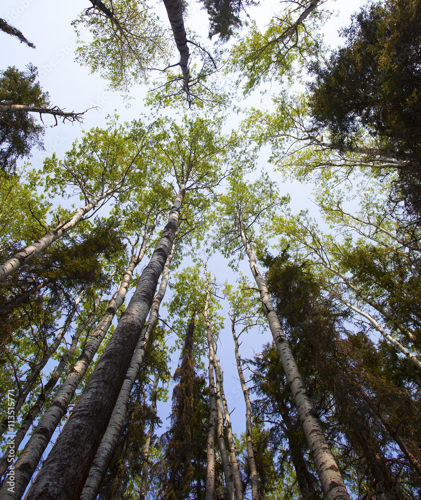 Fototapeta premium Early trees