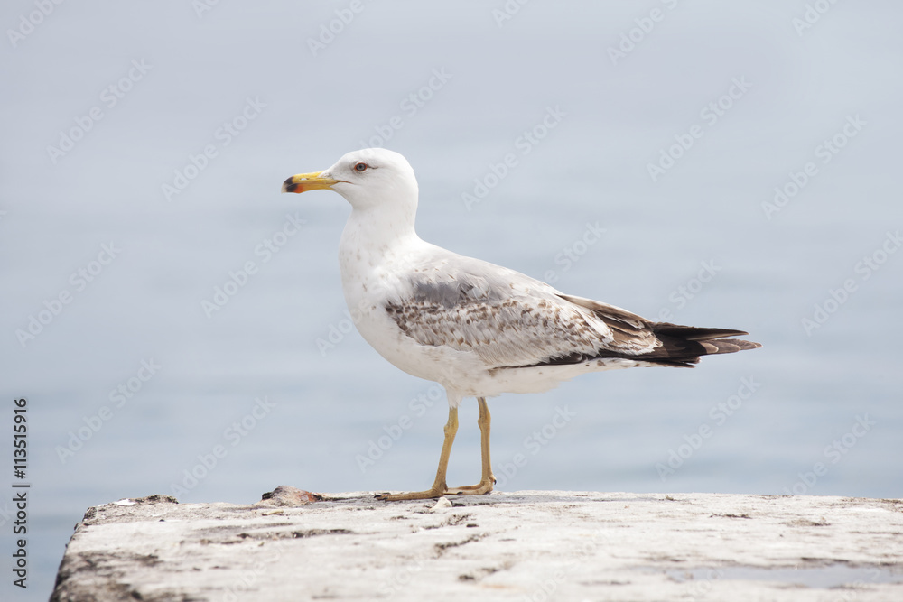  sea gull bird
