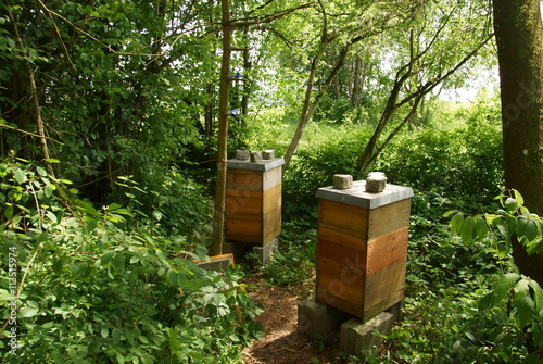 Bienenstock im Wald