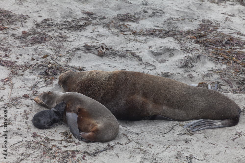 Fototapeta premium Northern fur seal