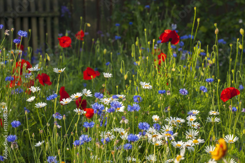 Fotografie, Obraz Kvetoucí divoké květiny na louce v létě