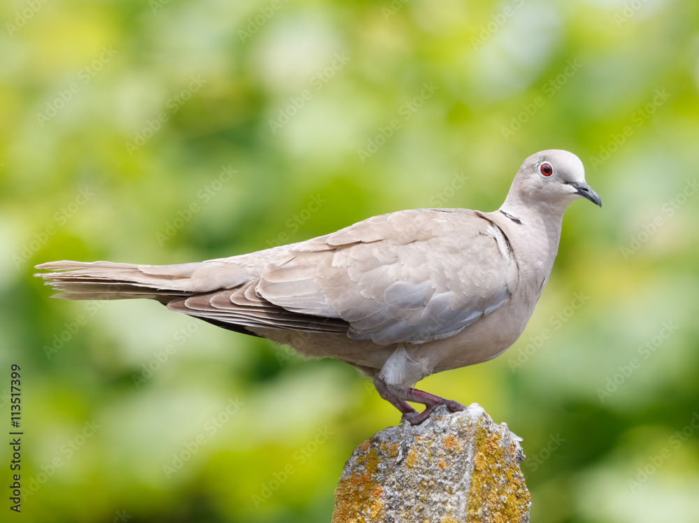 An Eurasian Collared Dove, Streptopelia decaocto, perched in the garden with beautifull natural green bokeh background An Eurasian Collared Dove, Streptopelia decaocto, perched in the garden with beautifull natural green bokeh background