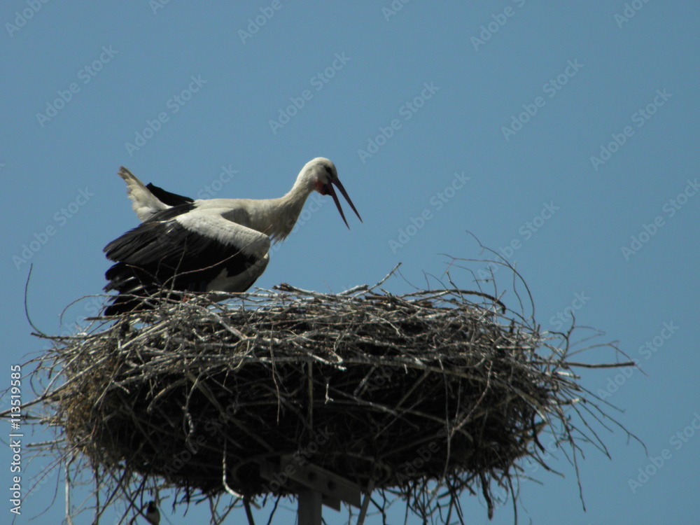 The stork in the nest The stork in the nest