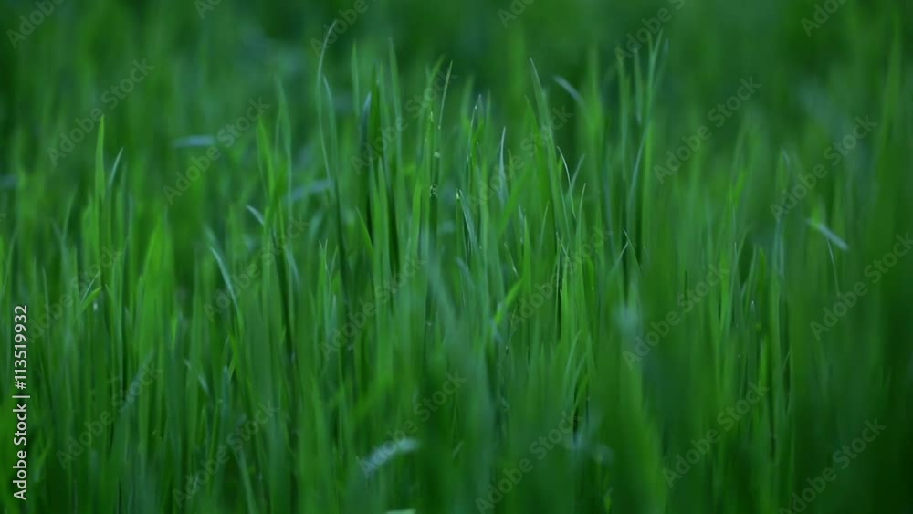 dark green grass on the field, beautiful nature background dark green grass on the field, beautiful nature background