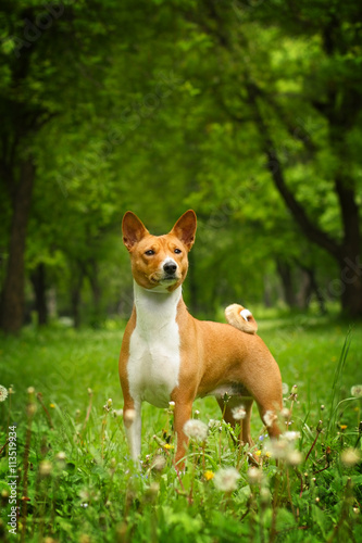 beautiful purebred Basenji dog