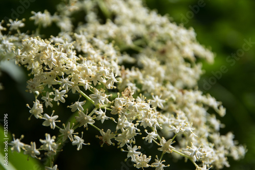 detail of an elderflower umbel (Sambucus nigra) in the garden, closeup