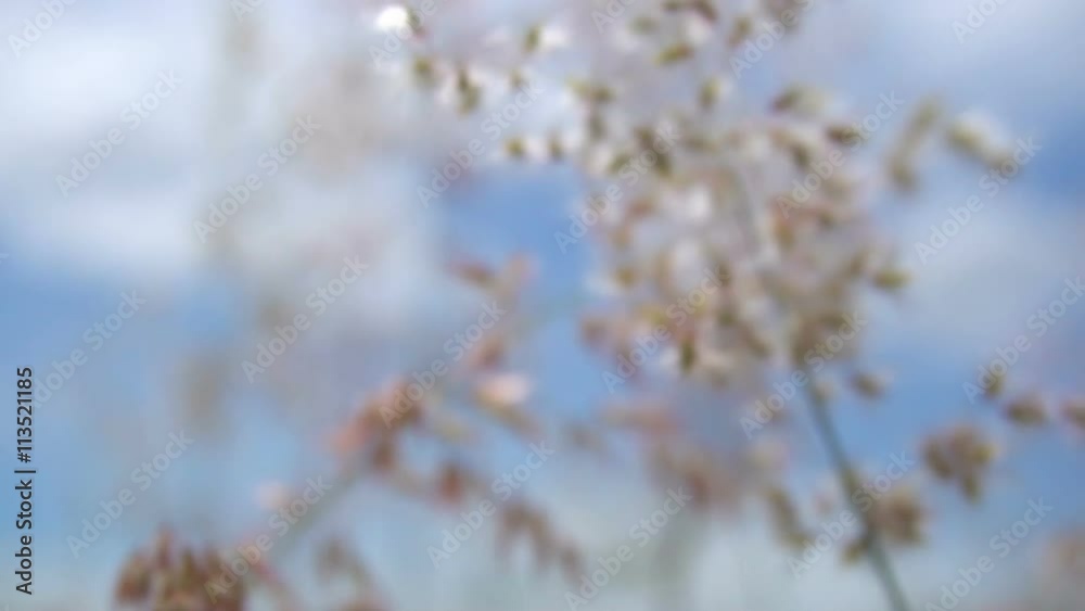 Grass flower blowing in the wind with blue sky background. Shot in slow motion
