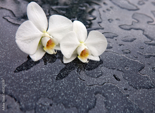 Fototapeta Naklejka Na Ścianę i Meble -  Two white orchid flowers .
