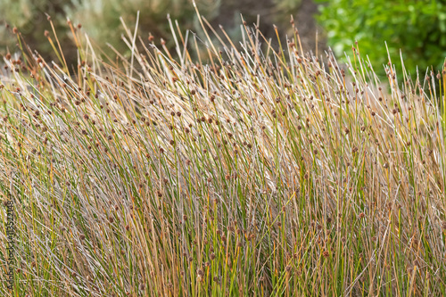 Closeup of Knotted club-rush (Ficinia nodosa) with brown flower head on spikes growing at sandy coastal area in Australia