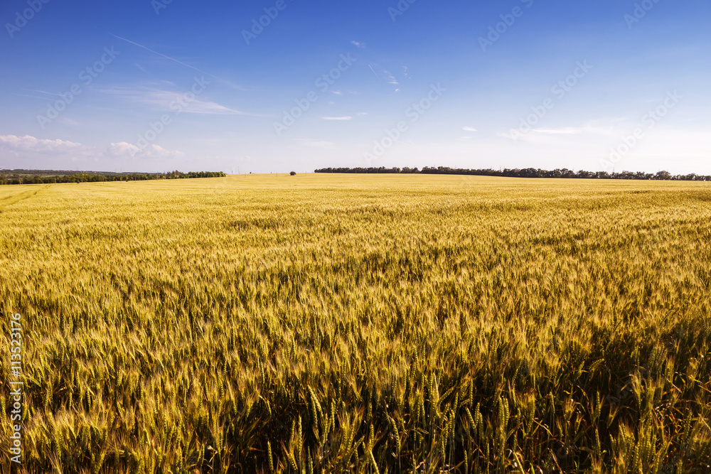 Field of wheat under cloudy sky, summer landscape