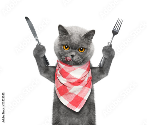 cat wants to eat and hold knife and fork photo