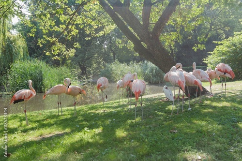 Adult of Chilean flamingos preening itself at green summer outdoor background