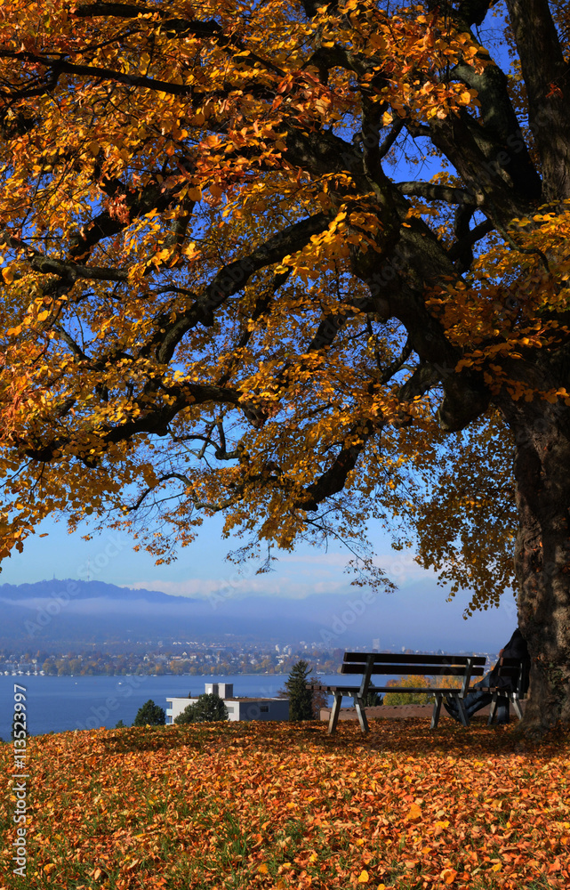 Schweiz: Gelb-rot-braune Herbstpracht am Ufer des Zürichsee's im Park der Epileptischen Klinik