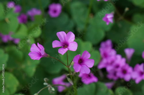 芋片喰の花