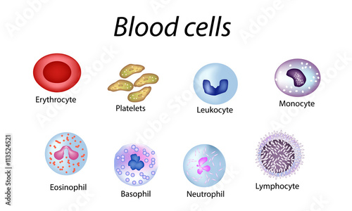 Blood cells. Set of colored cells. Red blood cells, platelets, leukocytes, lymphocytes, eosinophils, neutrophils, basophils, monocytes. Infographics. Vector illustration on isolated background