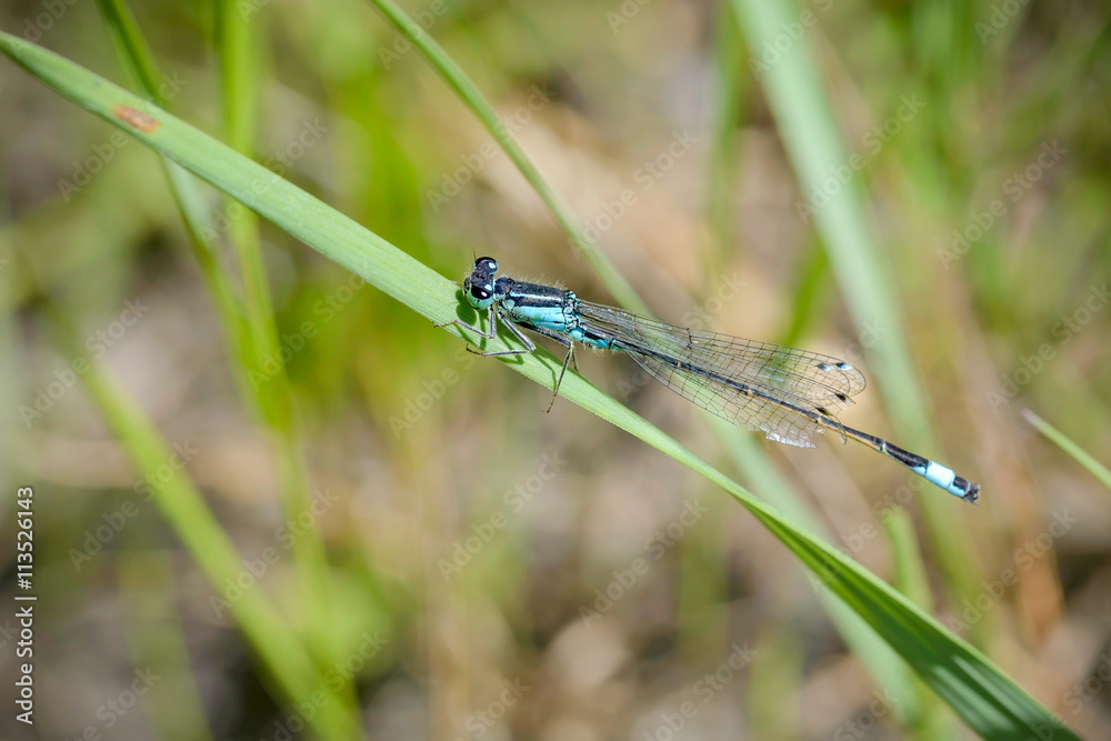 The Blue Ischnura Elegans, also called blue-tailed damselfly, is a Damselfly or a Zygoptera from the order Odonata The Blue Ischnura Elegans, also called blue-tailed damselfly, is a Damselfly or a Zygoptera from the order Odonata