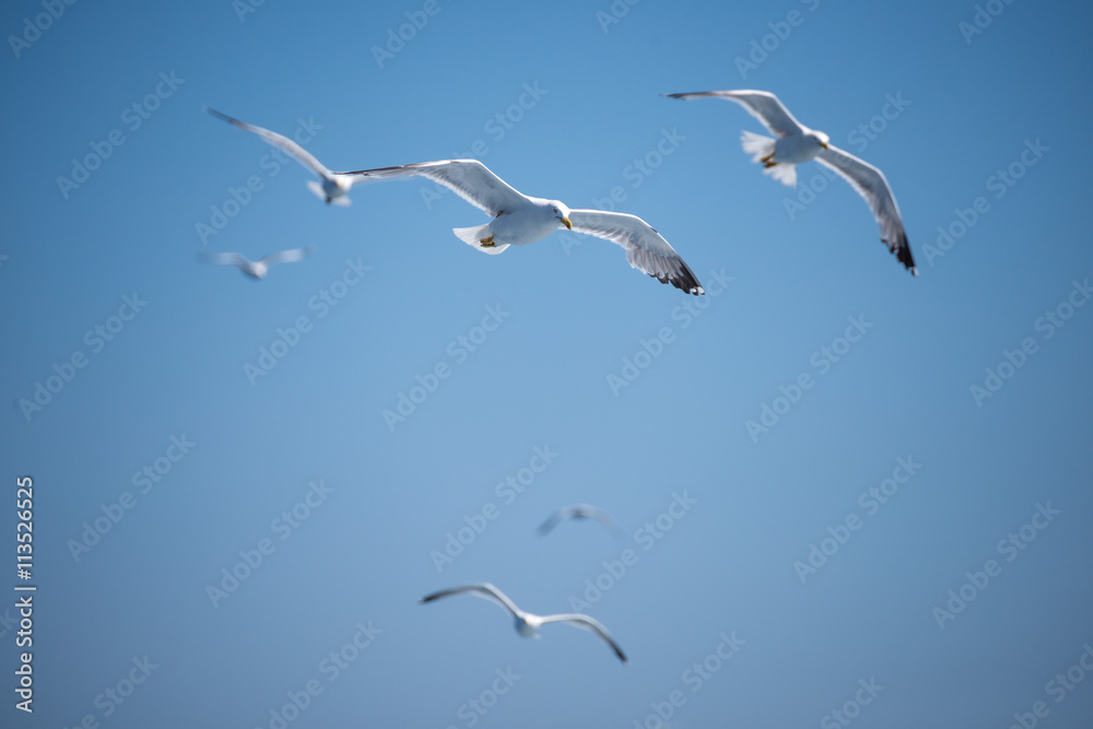 Fototapeta premium Seagulls flying in Corfu, Greece
