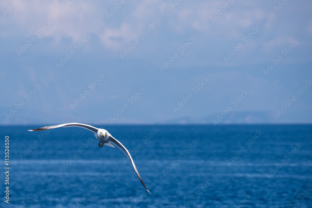 Seagull flying over the sea in Corfu, Greece Seagull flying over the sea in Corfu, Greece
