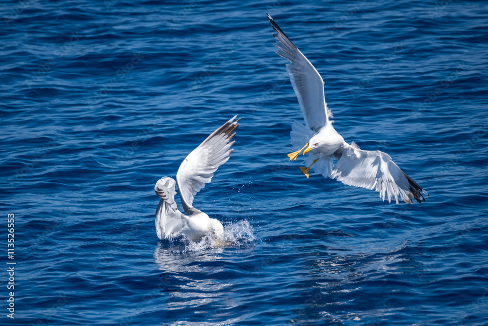 Seagulls fighting for food in Corfu, Greece Seagulls fighting for food in Corfu, Greece
