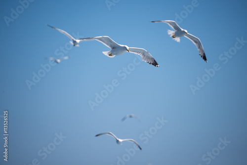 Photo Seagulls flying in Corfu, Greece