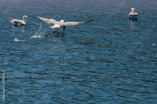 Seagulls fishing