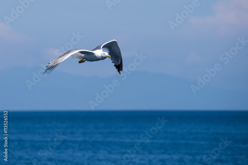 Seagull flying over the sea in Corfu  Greece