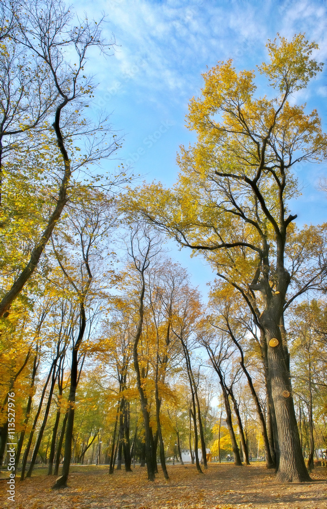 Fototapeta premium Autumn trees in the Park