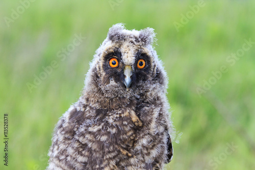 Portrait of baby owls