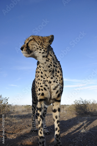 Gepard in der namibischen Kalahari. Jeetha in the namibian Kalah