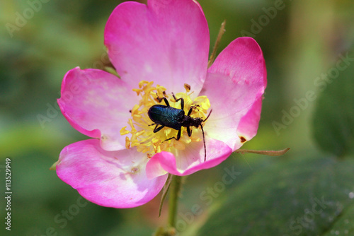 beetle crawling into a flower of wild rose